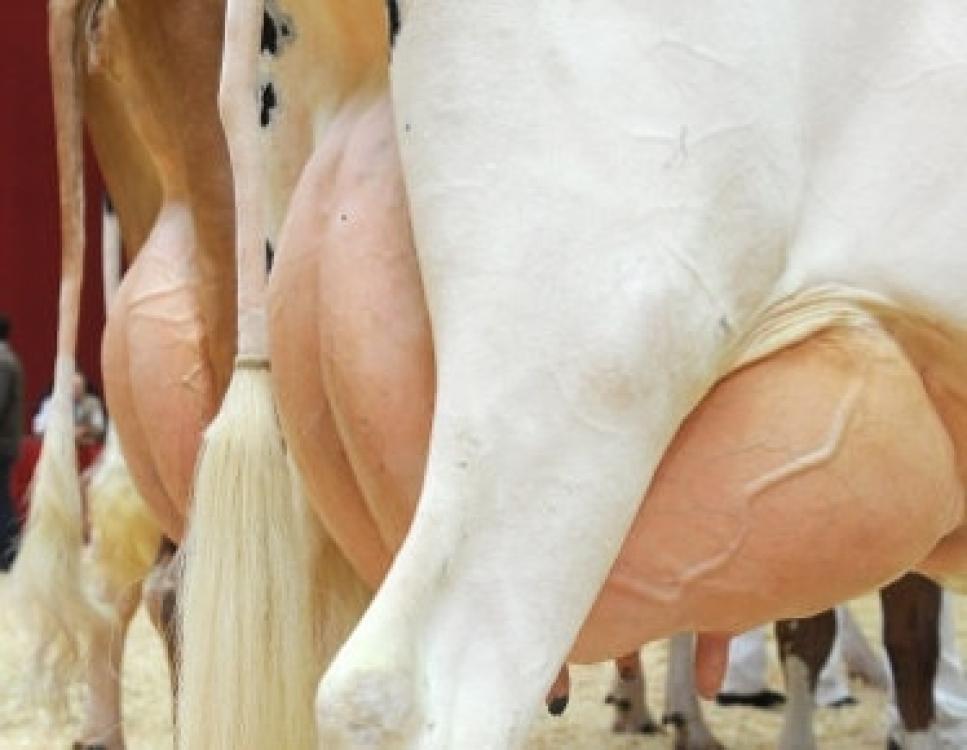 Mineraliniai ir vitamininiai papildai  aukščiausio produktyvumo melžiamoms karvėms - VITAMIX MEGA YIELD