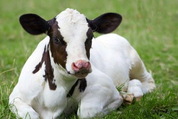 Ekologinių produktų linija veršeliams ir karvėms - BEWISAN GREEN